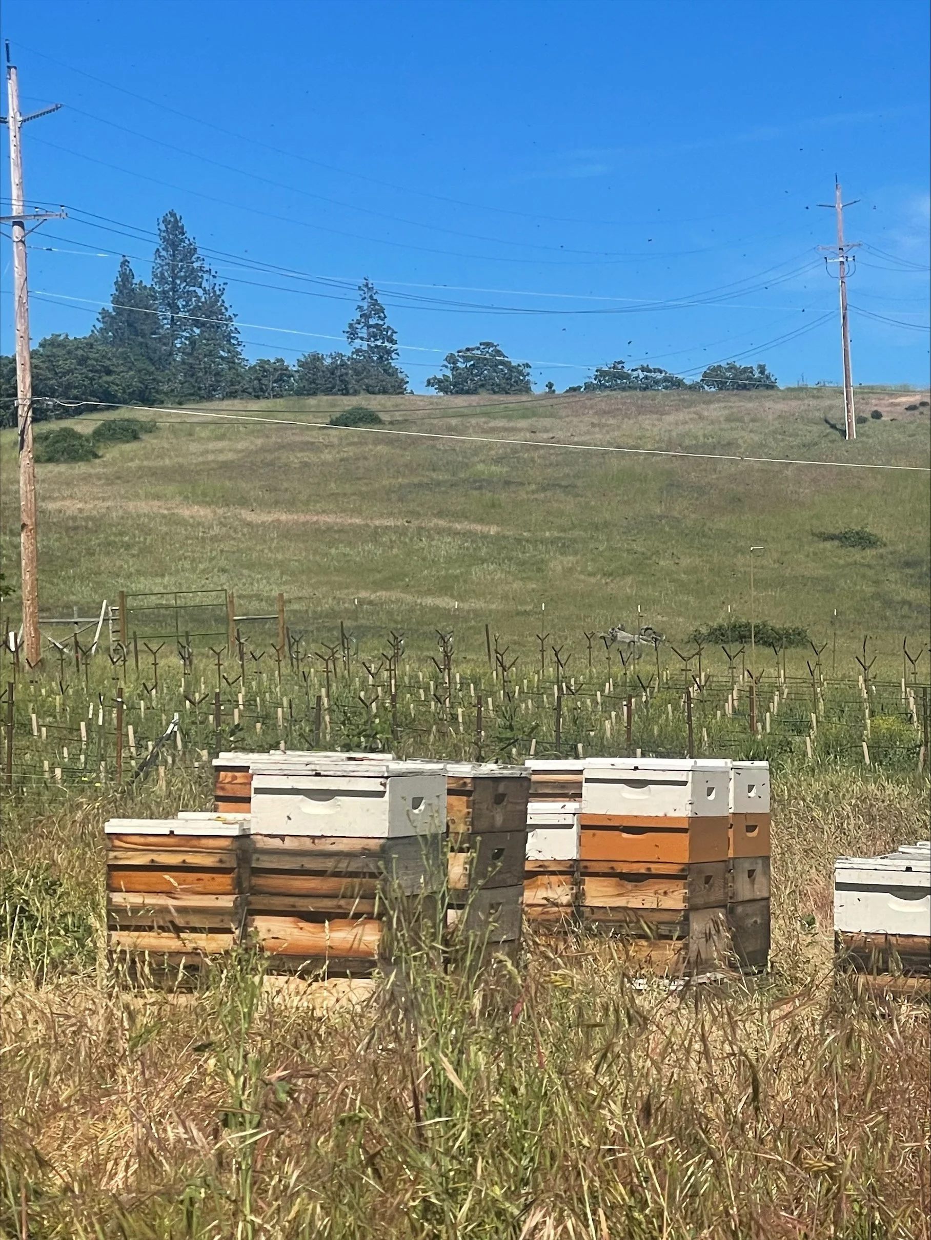 Bee hives in front of the vineyard