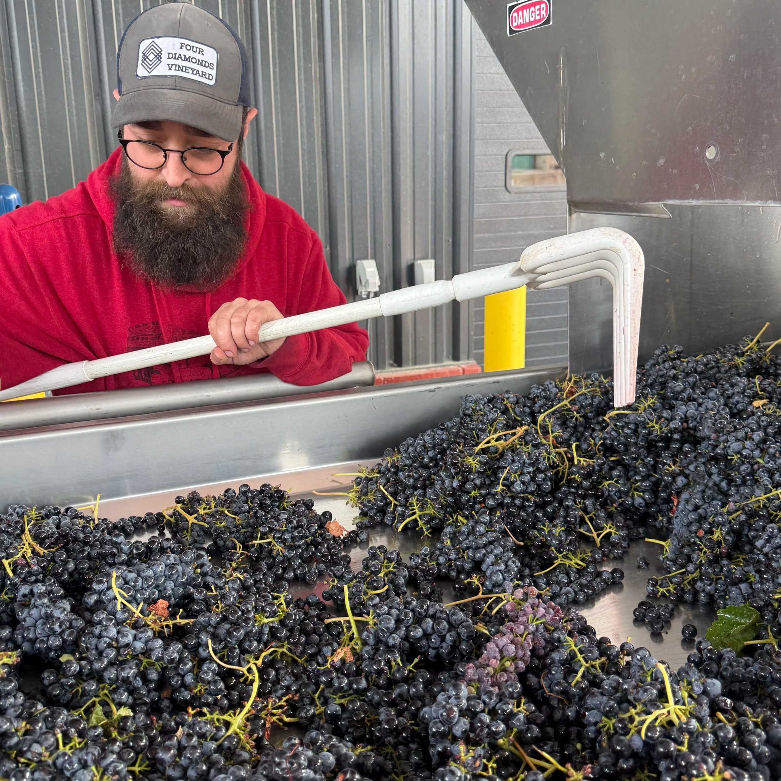 Winery worker sorting grapes on the sorting table