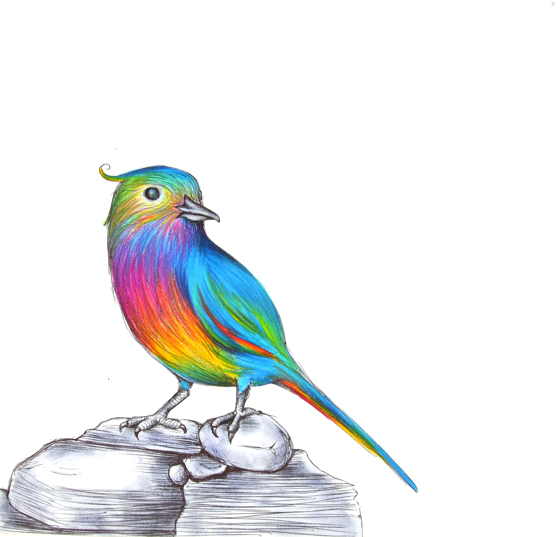 RAINBOW BIRD