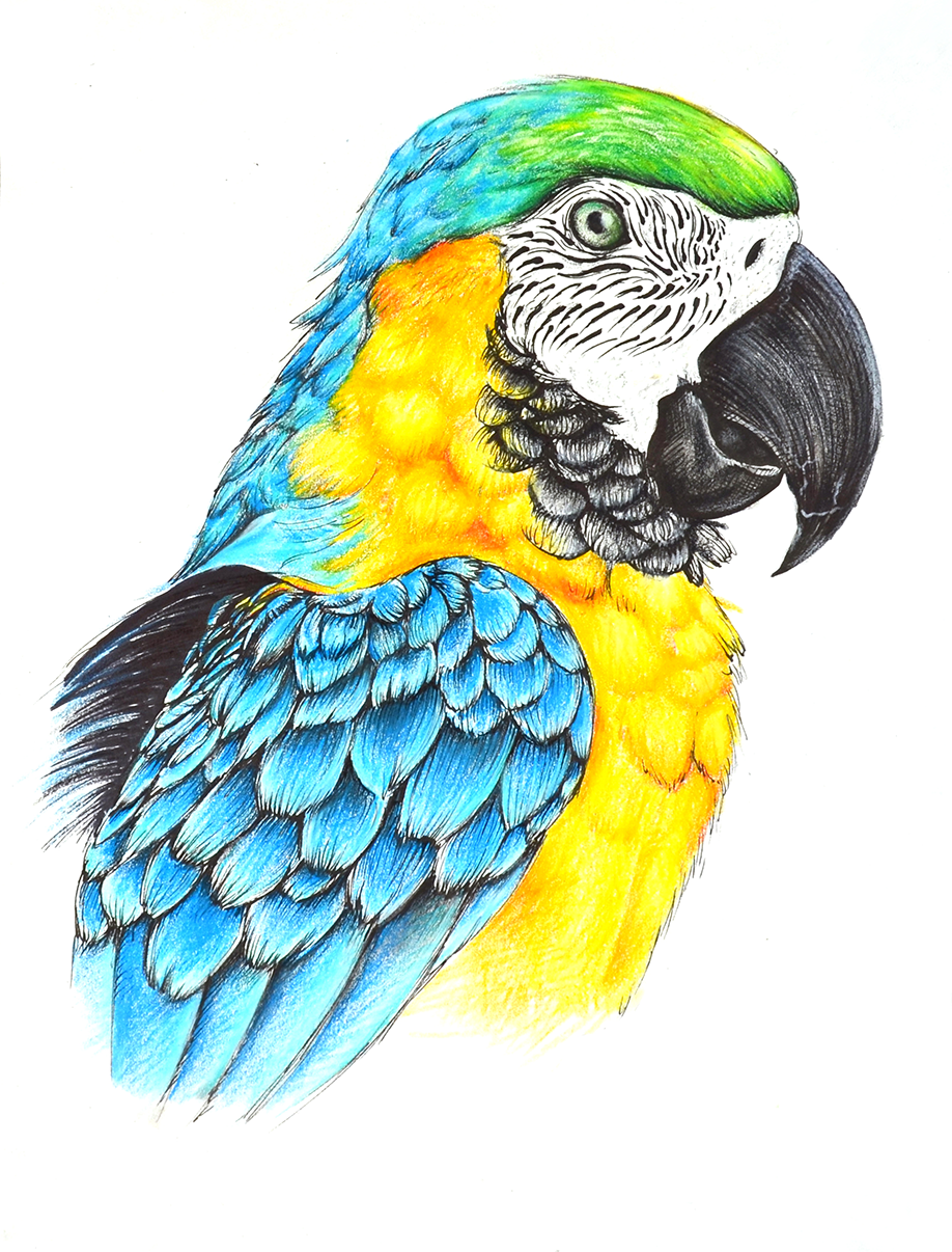 B+G MACAW