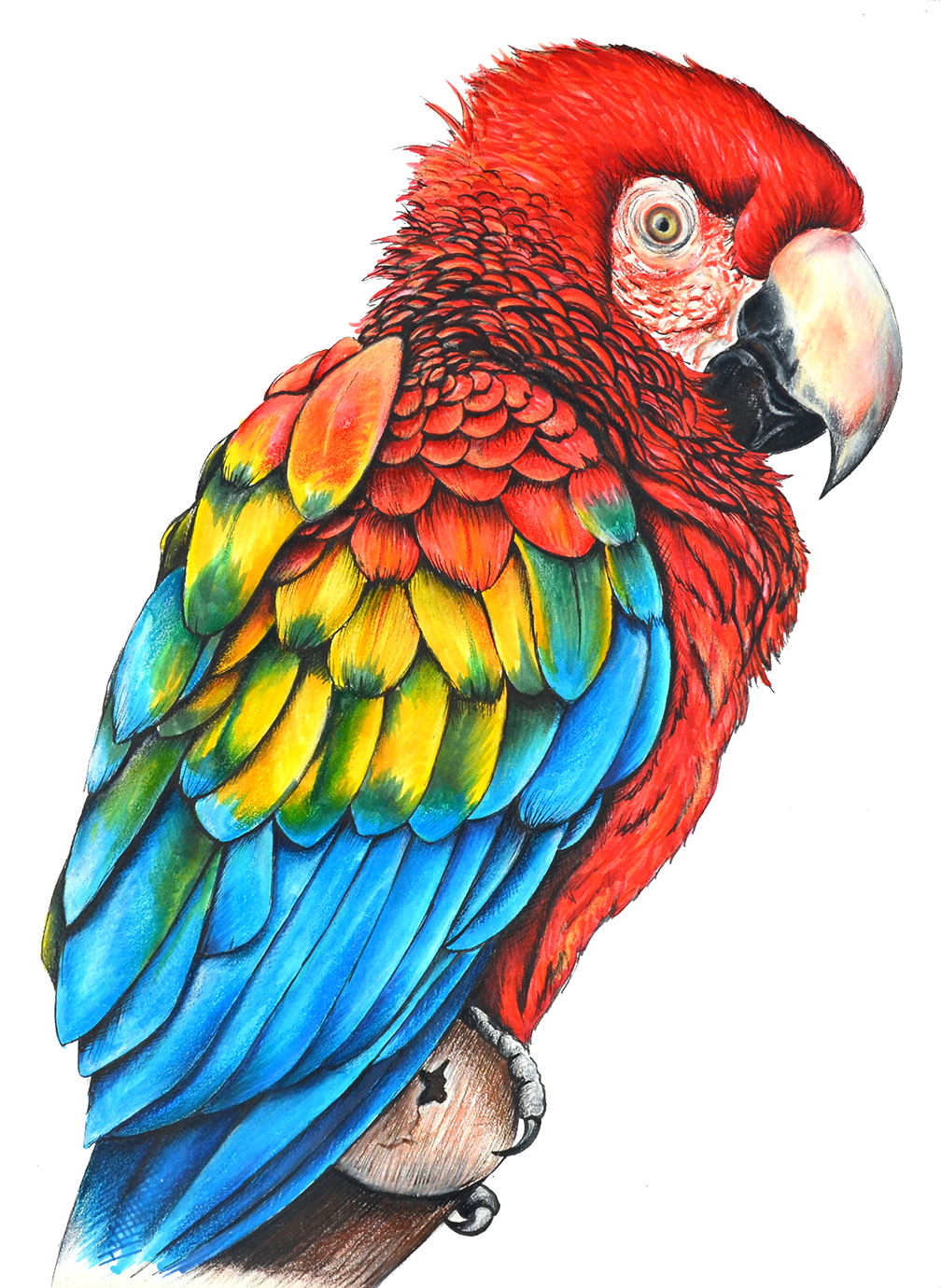 SCARLET MACAW