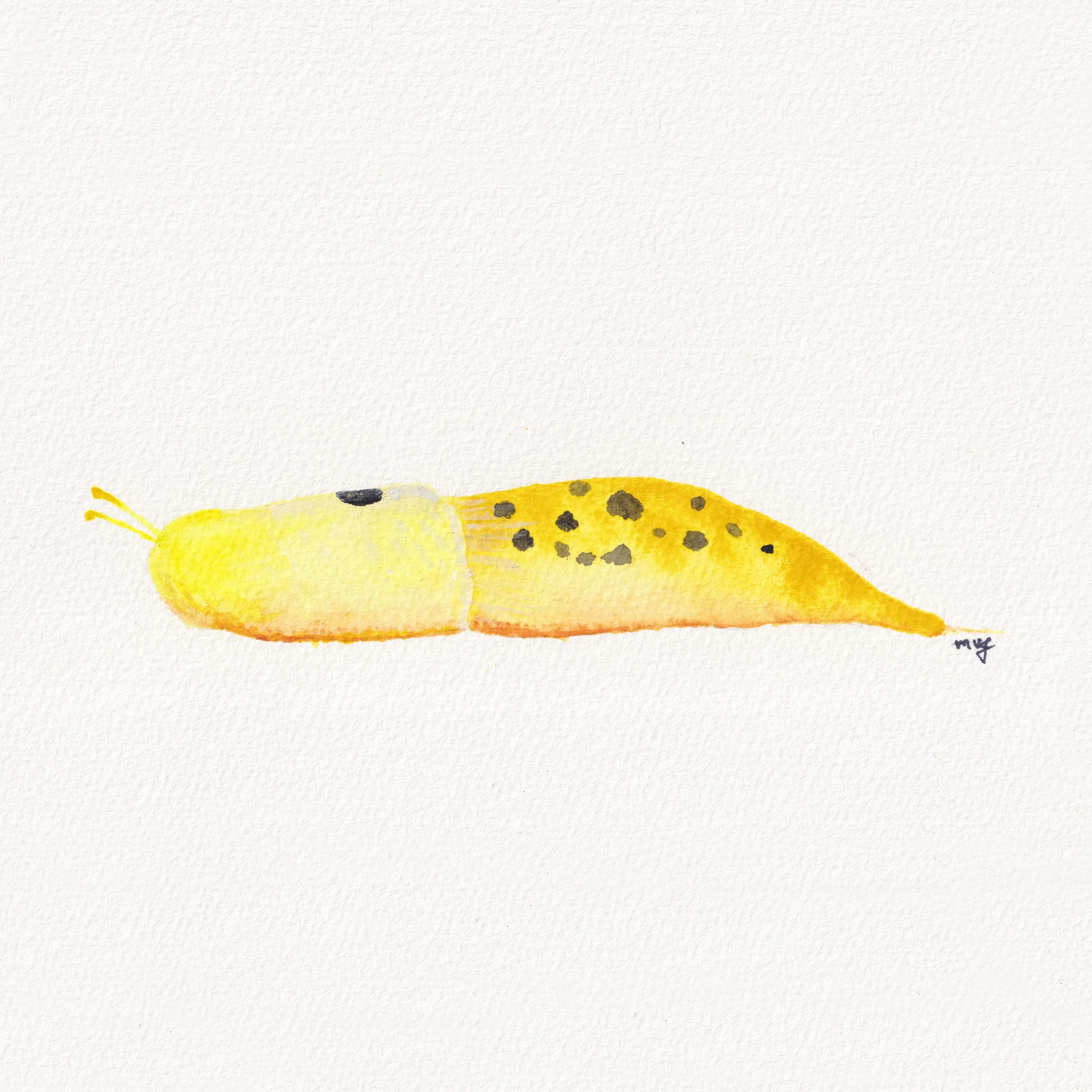 Banana Slug - Watercolor Original Painting