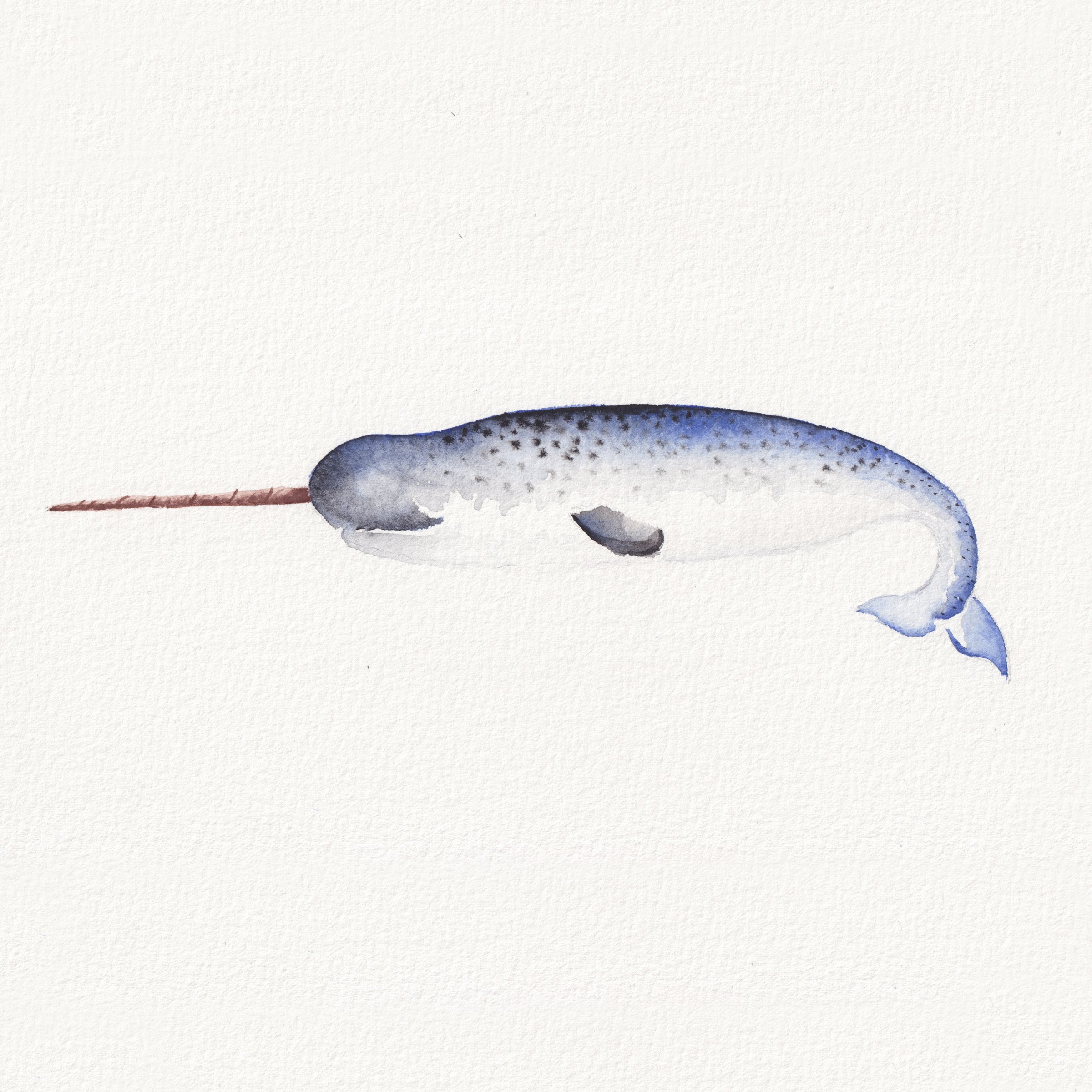Narwal - Watercolor Original Painting