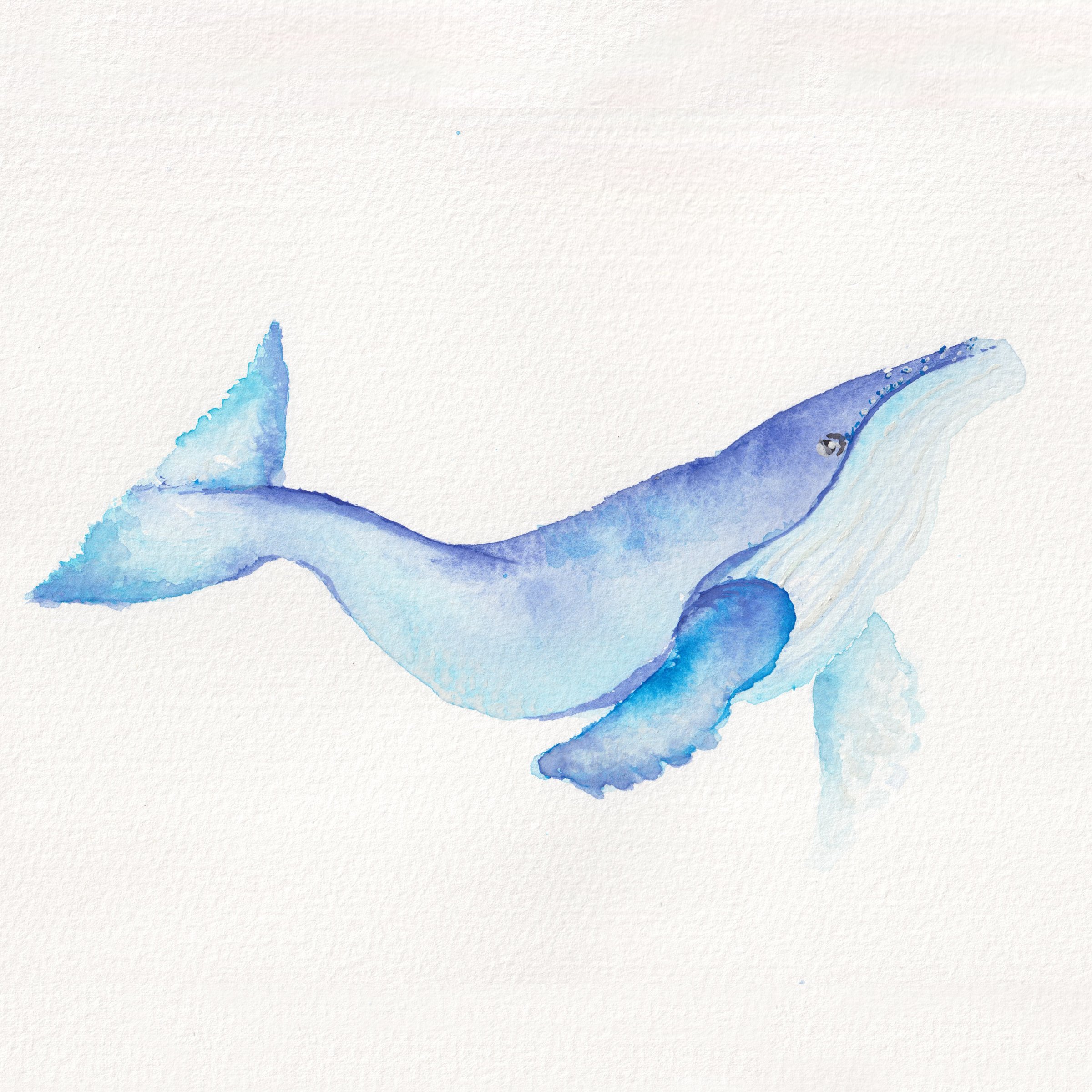 Humpback Whale - Watercolor Original Painting