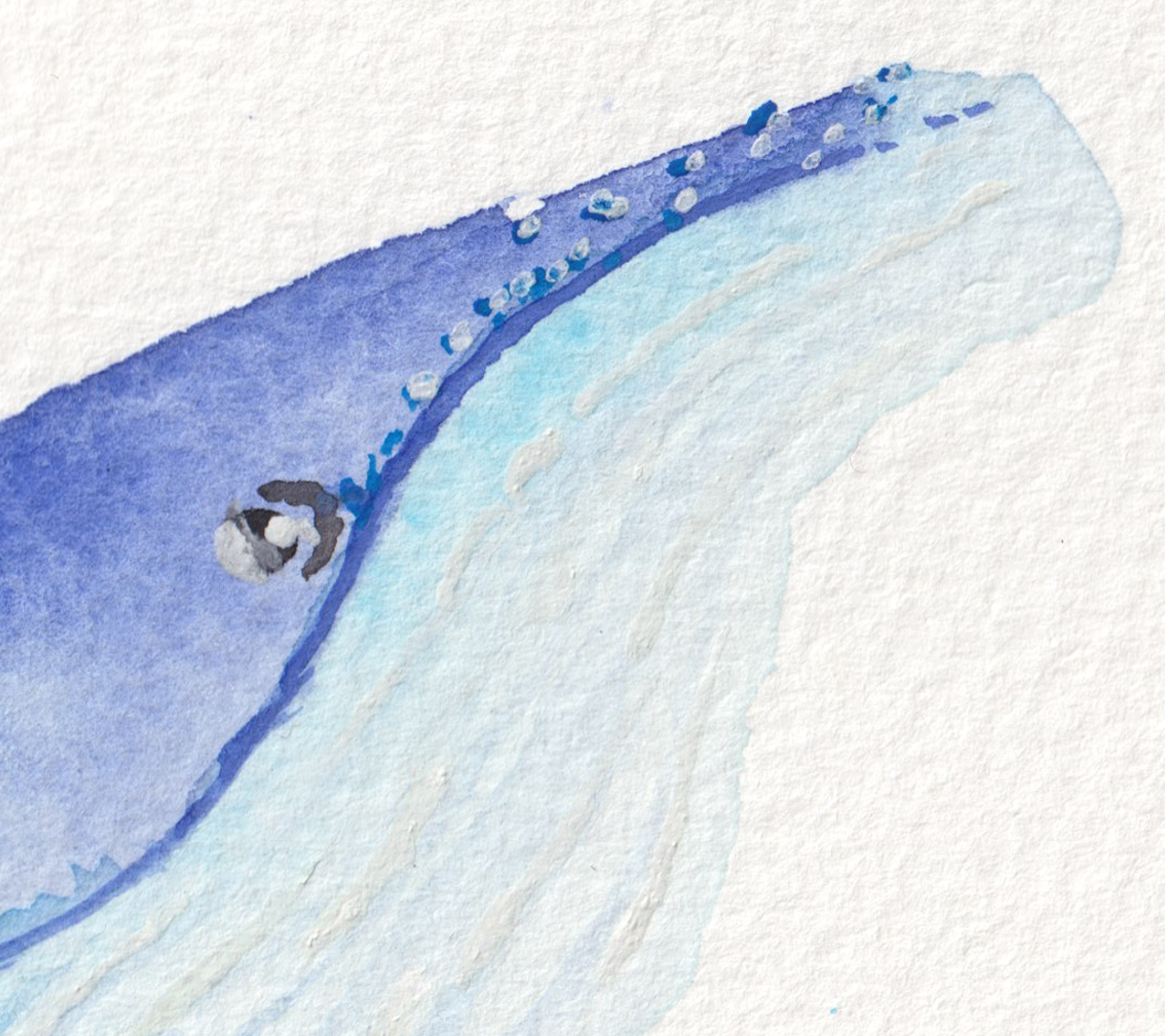 whale temp.png