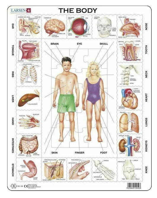 THE BODY