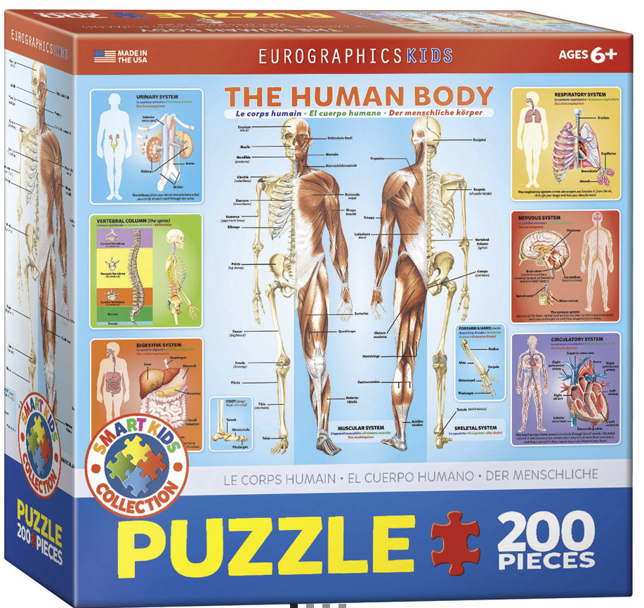 THE HUMAN BODY