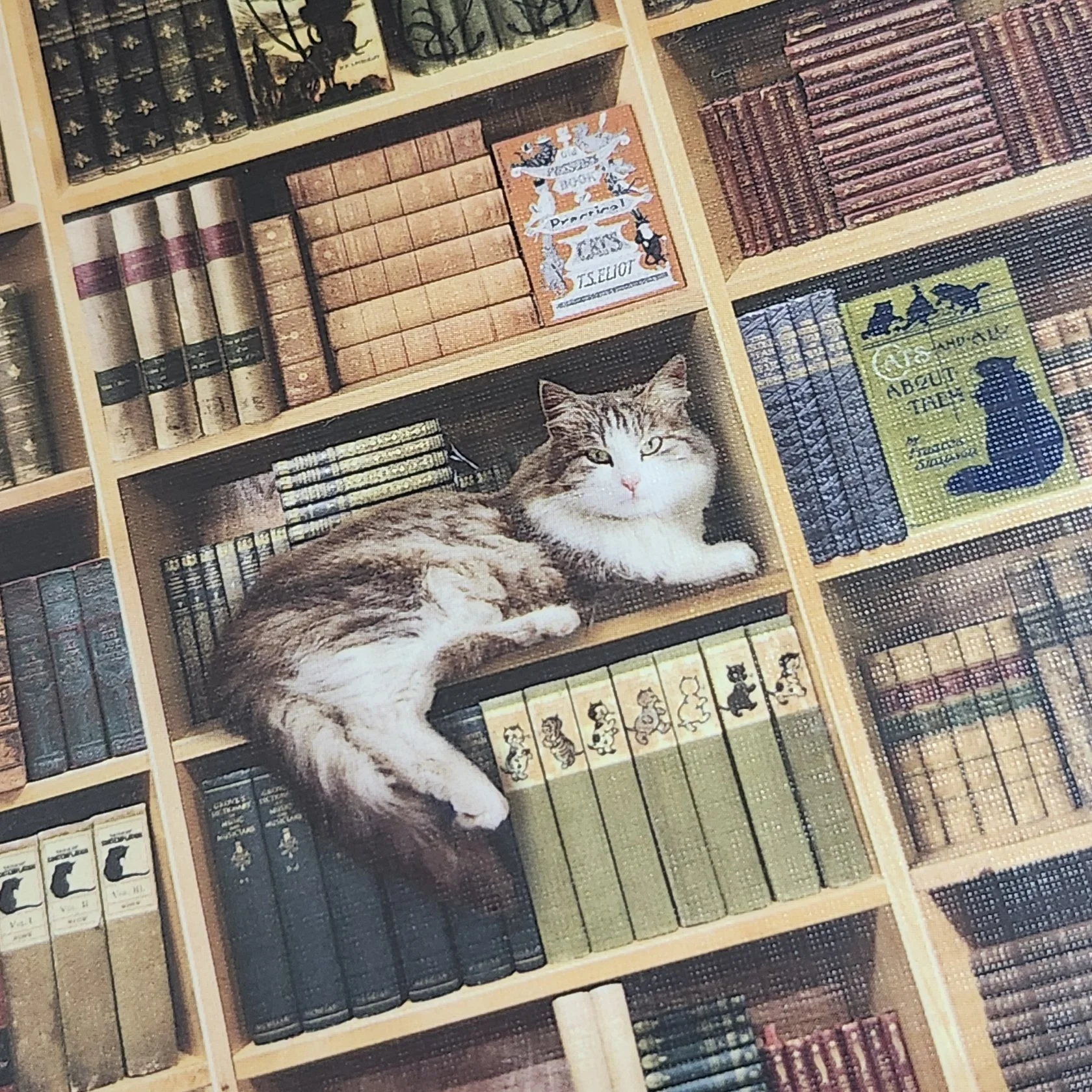 cat library 2.jpg