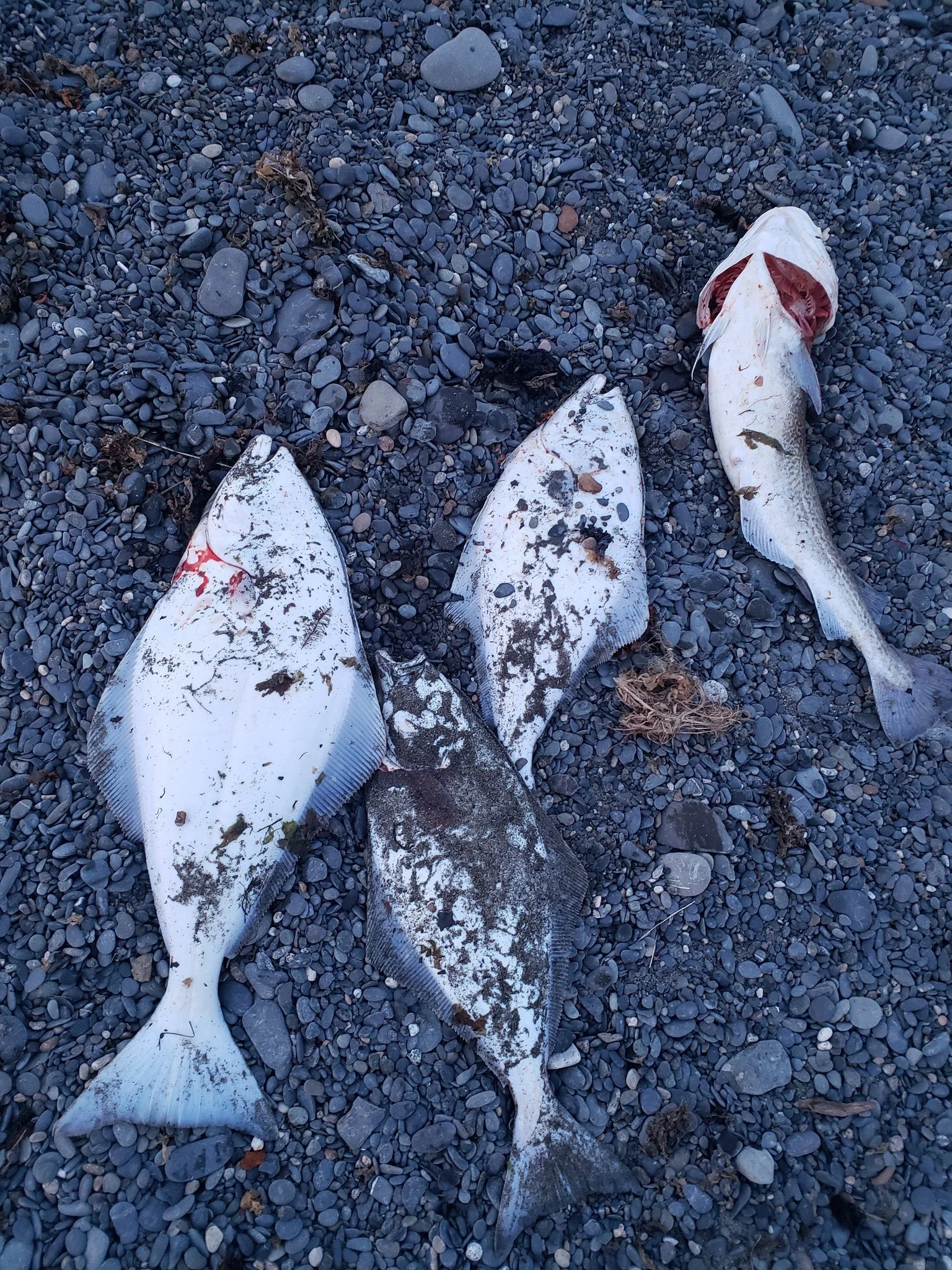 Four dead fish lying on a dark pebbled beach, with one fish partially eaten or injured, showing exposed flesh.