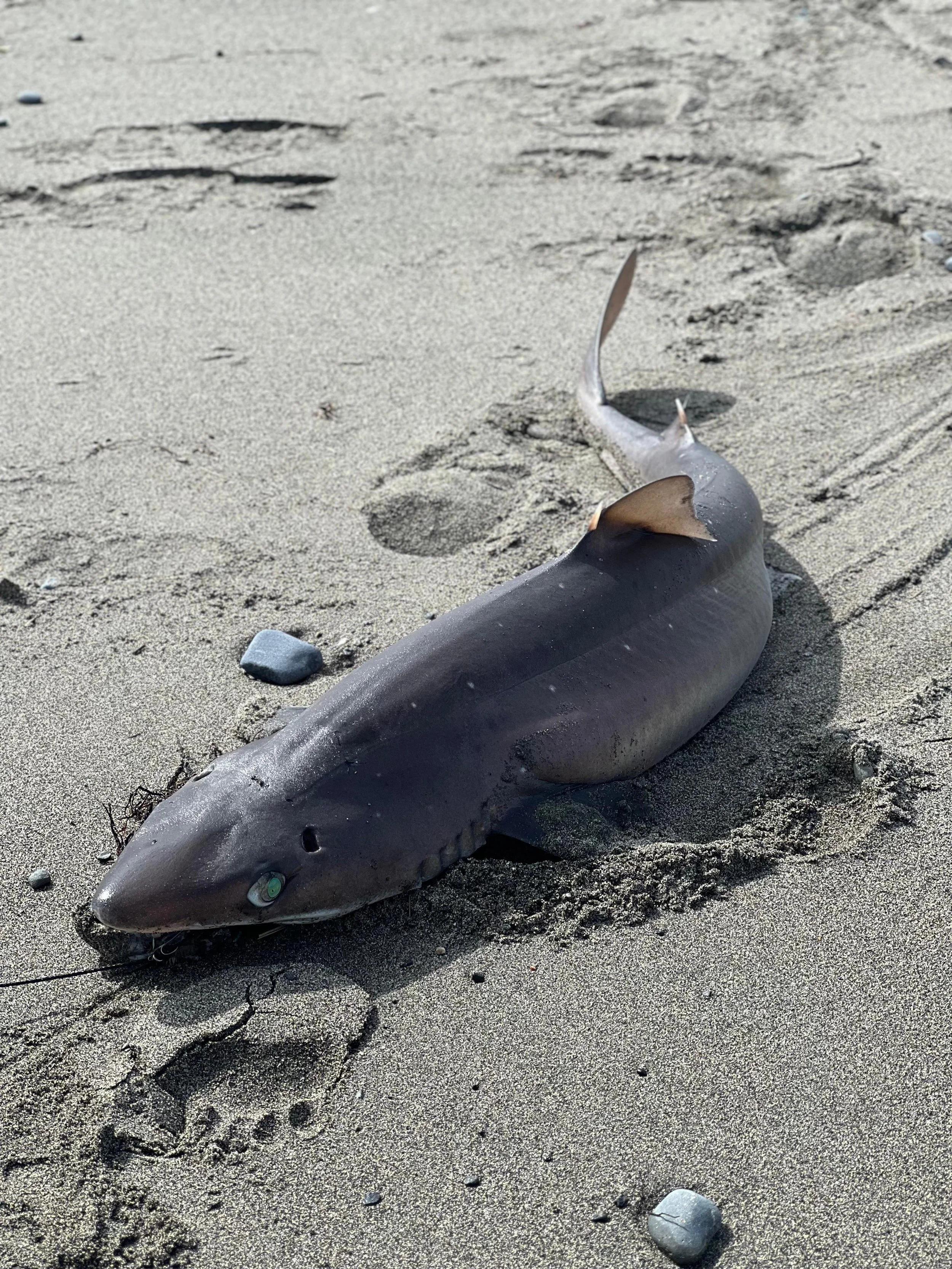 Alaskan spiny dogfish caught surf fishing in Kenai.