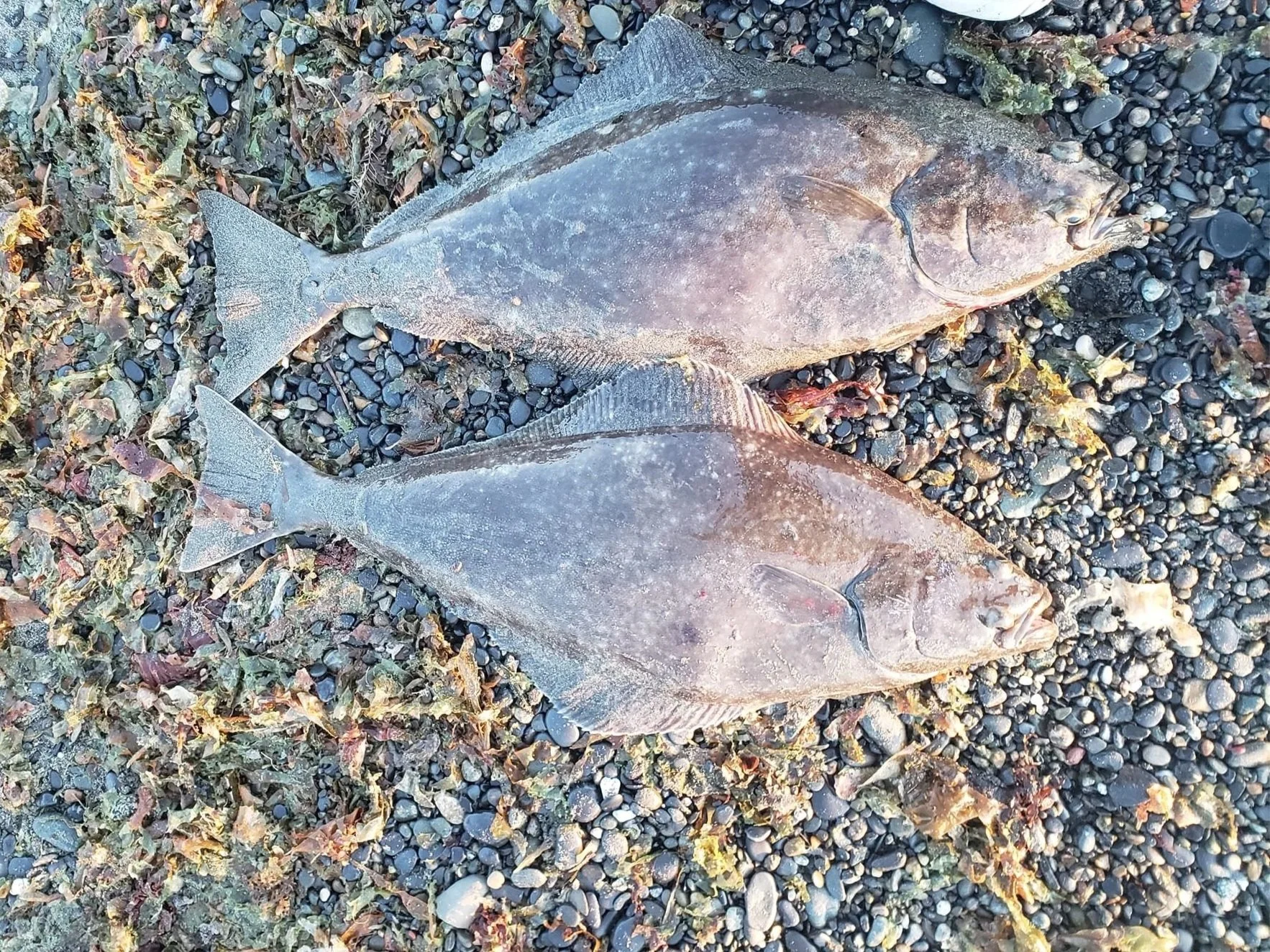 Two flatfish lying on a bed of small rocks, shells, and seaweed.