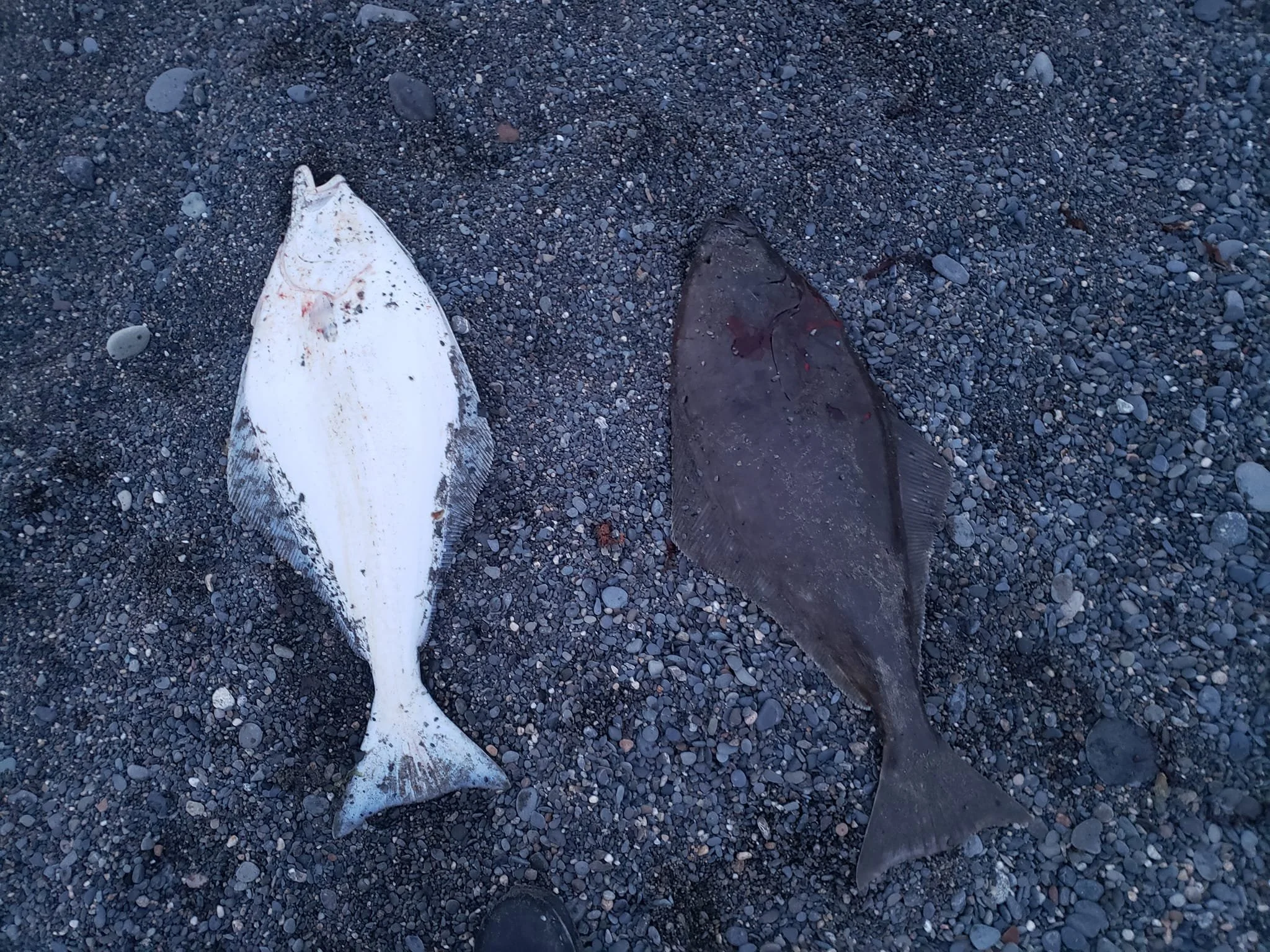 Two flatfish, one white and one dark, lying on a pebbled beach.