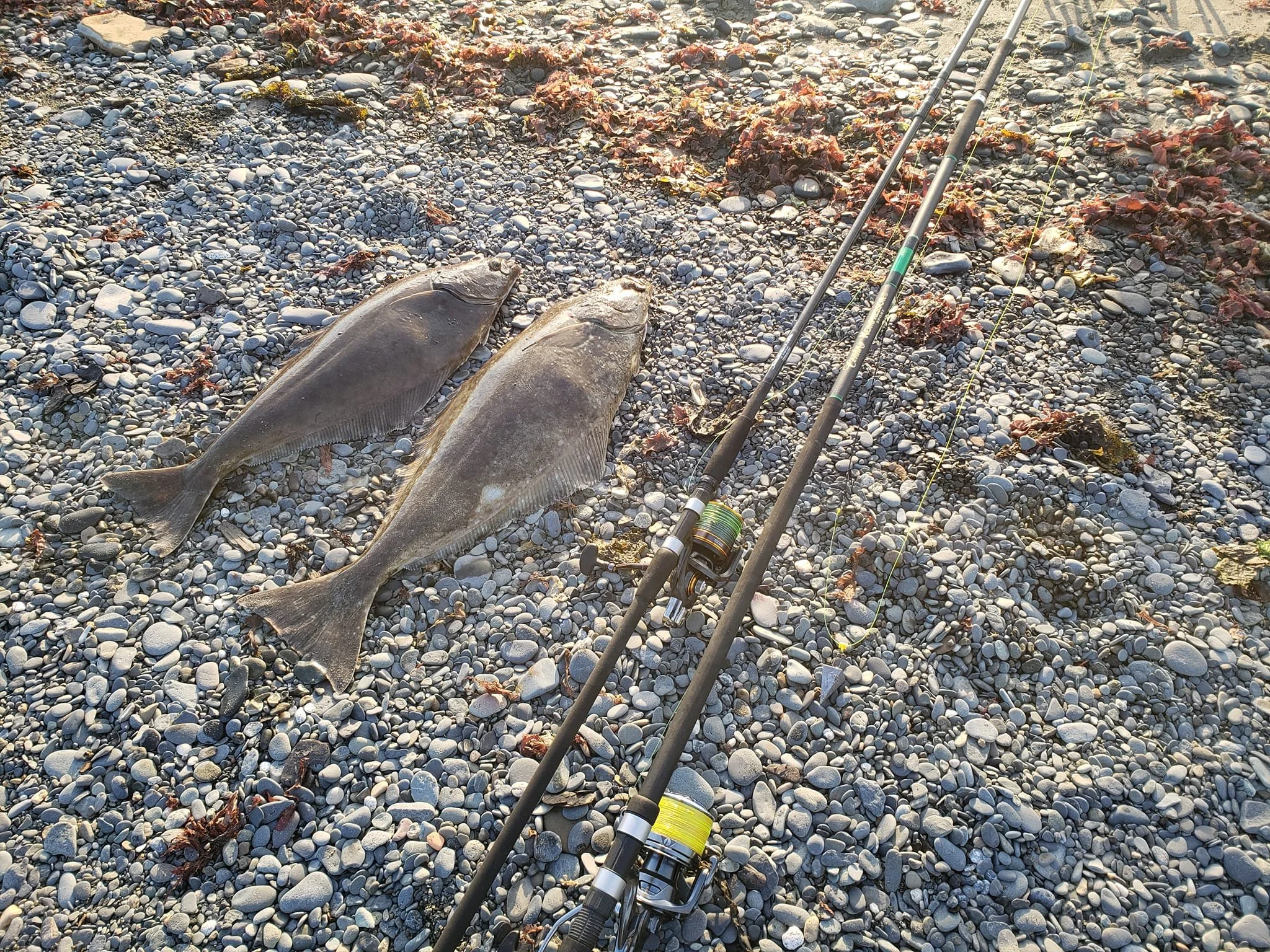 Two fish caught with fishing rods laying on a pebble-covered shore.