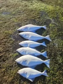 Alaskan halibut caught surf fishing.