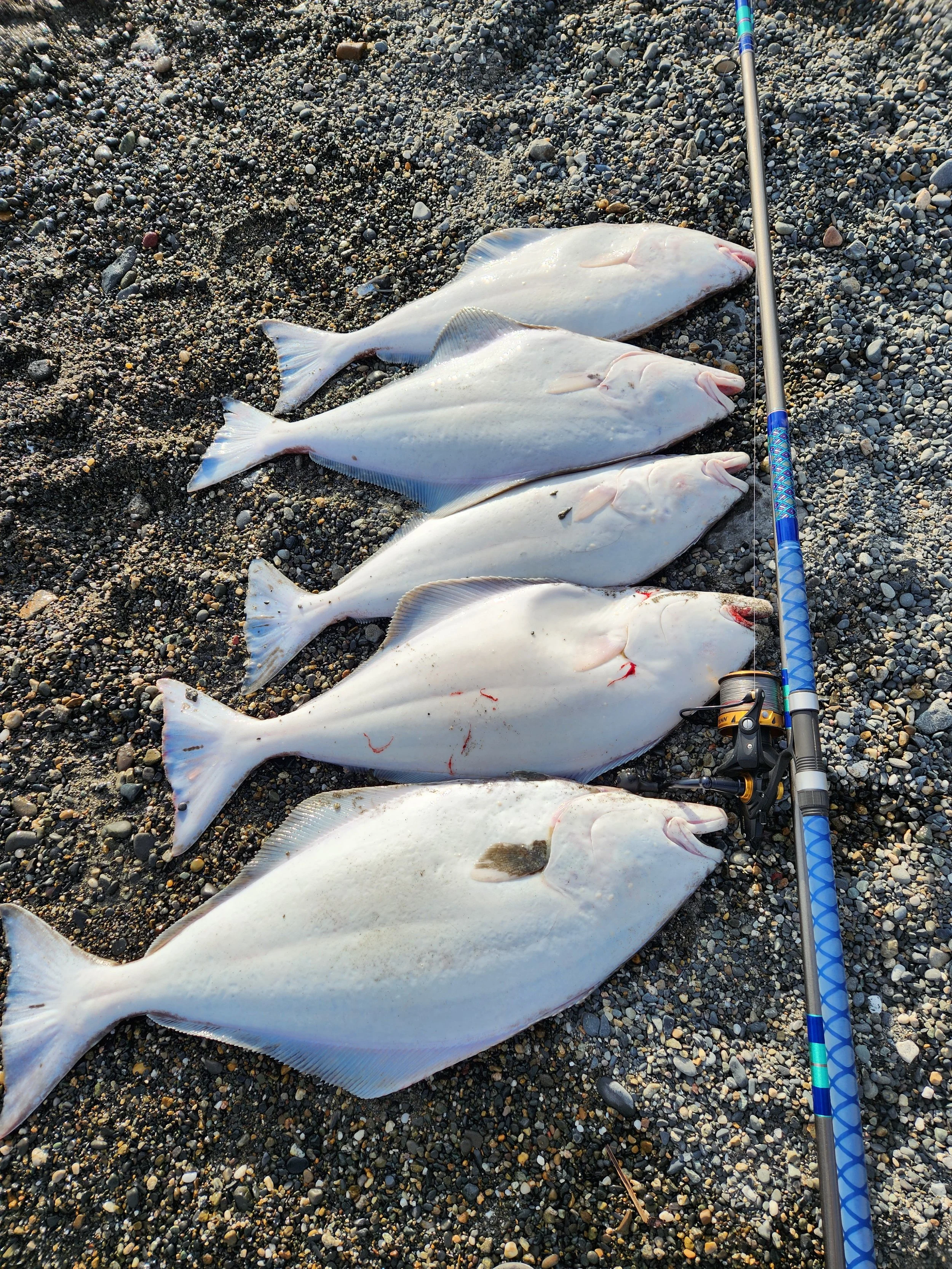 Guided Surf Fishing Trip (6 hours)