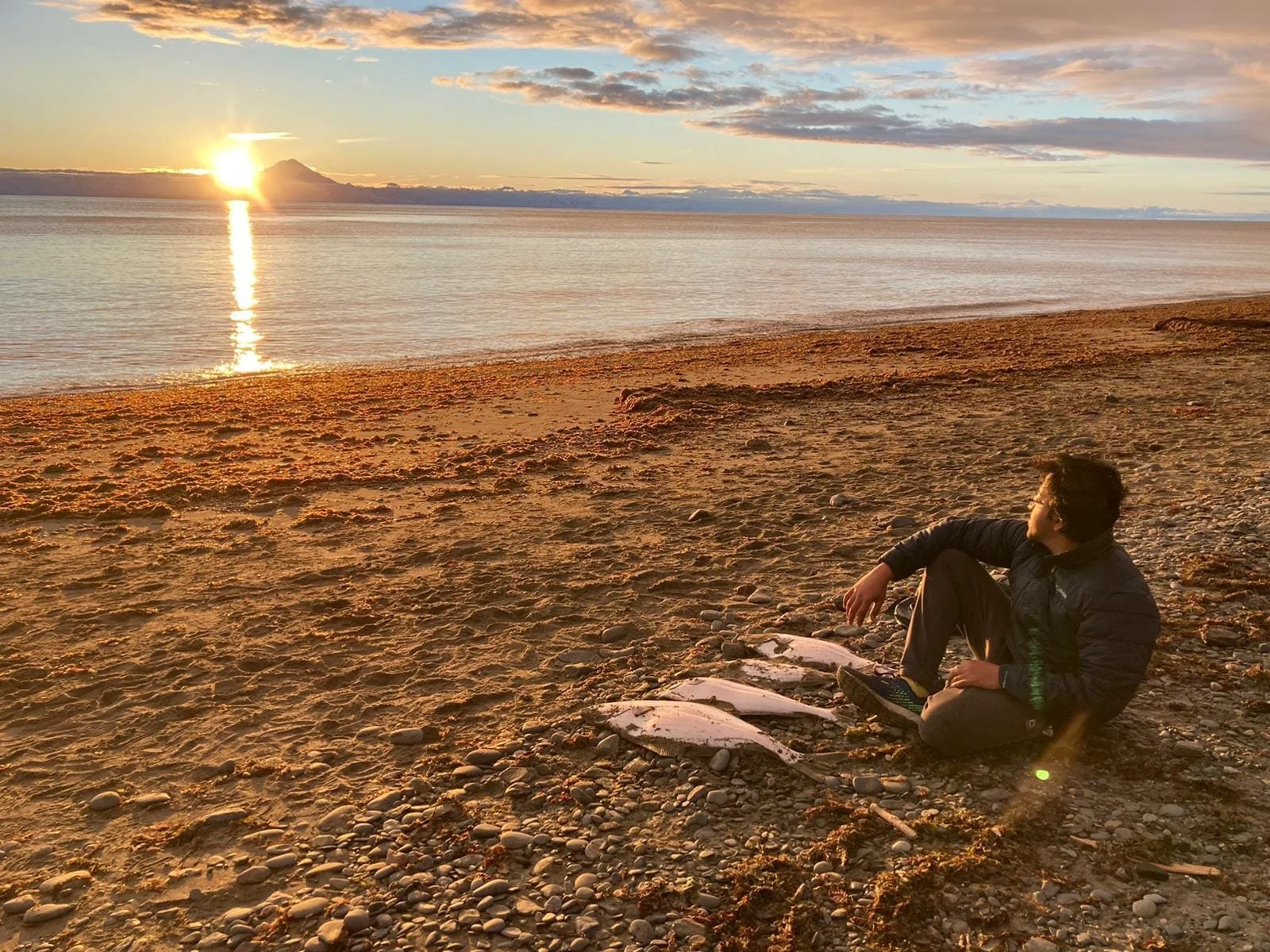 A limit of Alaskan shore caught halibut in Kenai, Alaska.