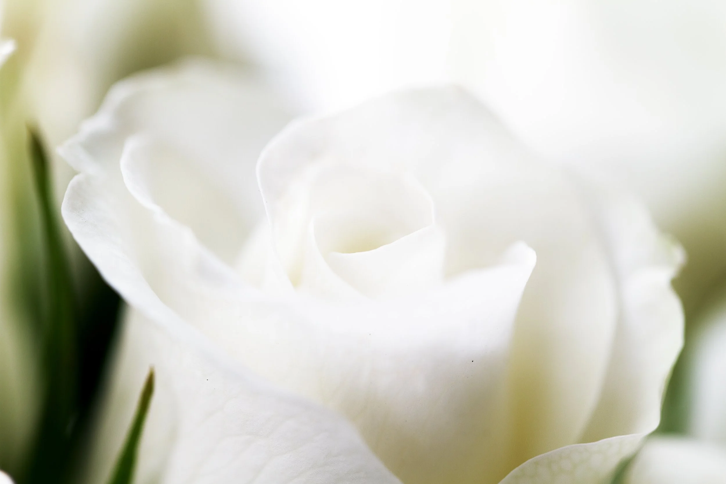 Close-up of a white rose flower with soft, delicate petals.