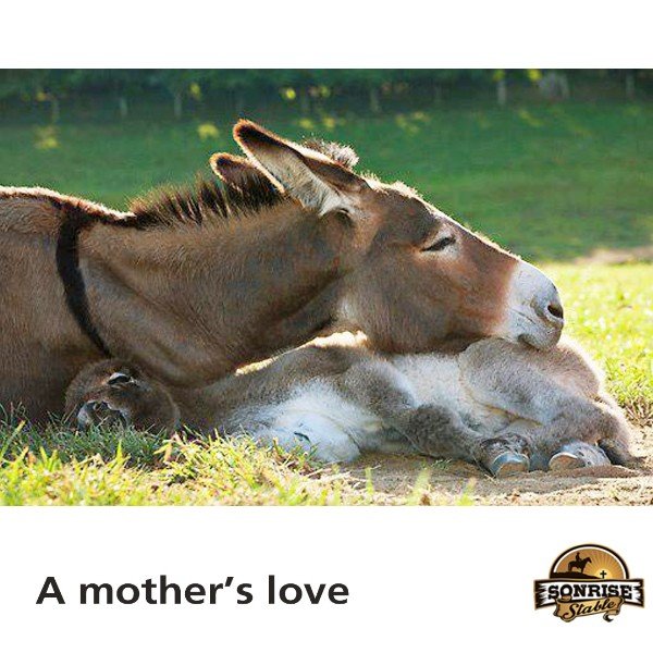 donkey mother's love