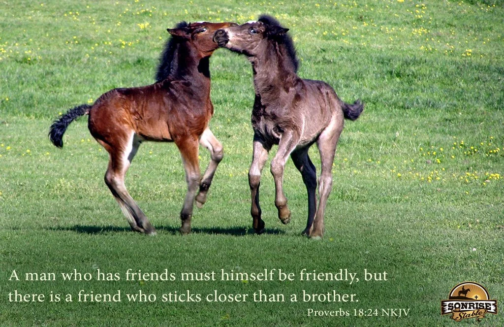 Two young horses, foals, playfully nuzzling each other in a green grassy field with small yellow flowers, accompanied by a quote from Proverbs 18:24 NKJV about friendship.