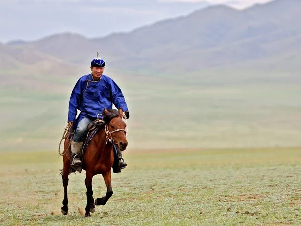 Mongolian horse