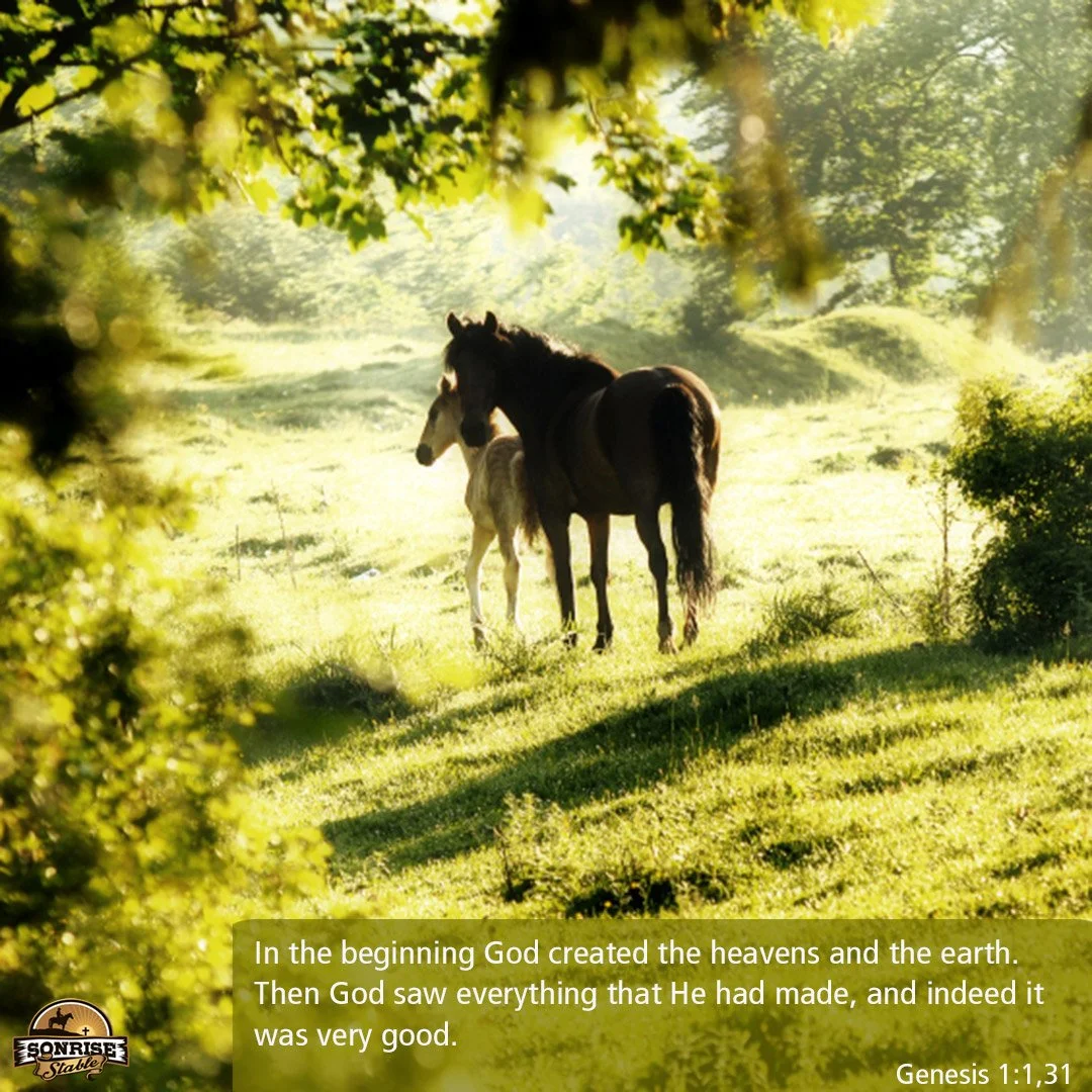 Two horses, a dark brown and a white foal, standing under shade trees on a grassy field with sunlight filtering through the leaves.