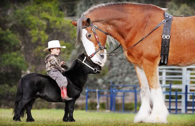 A young child sitting on a small black horse and a large brown horse with white markings on its face and legs, both equipped with saddle and harness, in an outdoor setting with a grassy field and trees in the background.