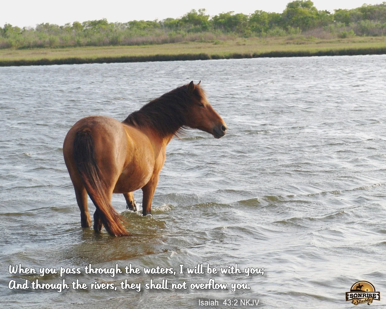 A brown horse standing in water near a grassy shoreline with trees in the background.