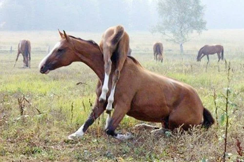 A horse sitting on the ground with its front legs in the air, appearing to be humorous or unusual, with other horses grazing in the background.