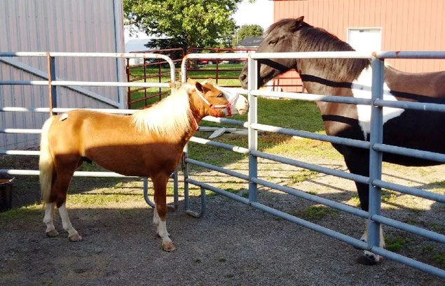 Toby, the Amish Driving Pony