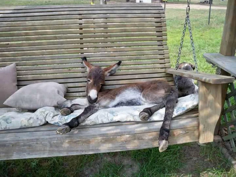 A foal lying on a wooden outdoor swing with pillows, with a dog resting nearby.