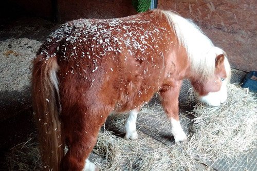 Toby and the Chub Club