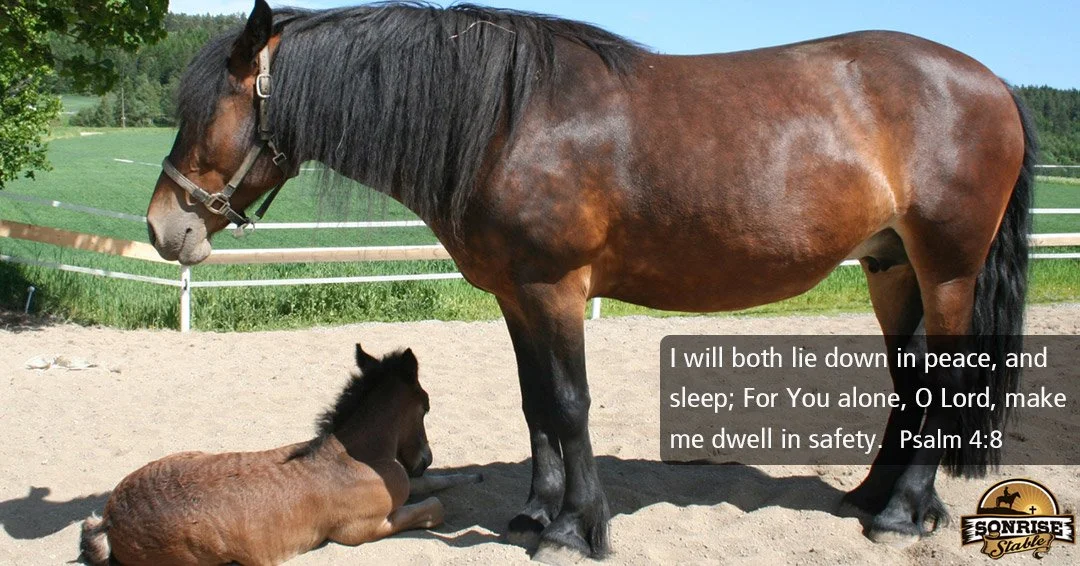 A brown adult horse standing and a smaller brown foal lying on the ground in a paddock with a white fence and green trees in the background.