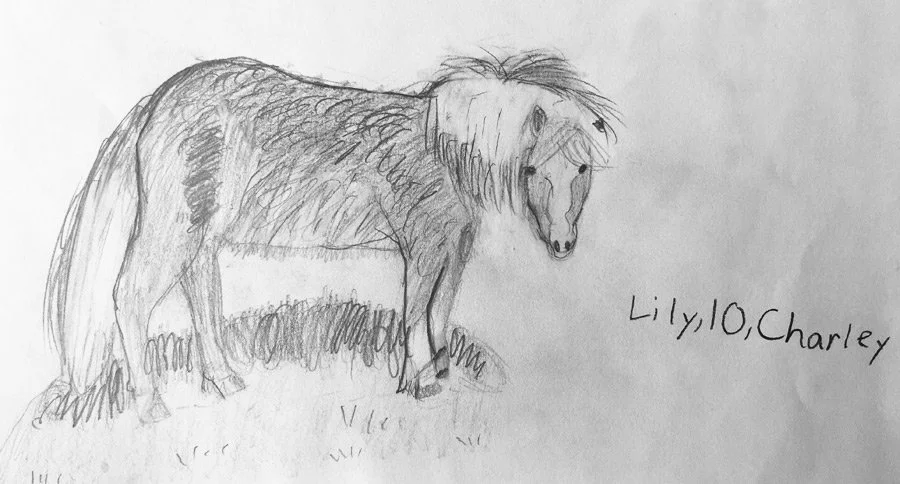 Hand-drawn sketch of a horse standing on grass, with the name 'Lily, 10, Charley' written to the right.