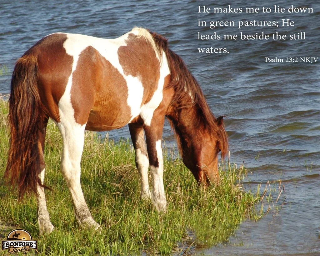 A brown and white paint horse grazing on green grass near water with a Bible verse overlayed in the top right corner.