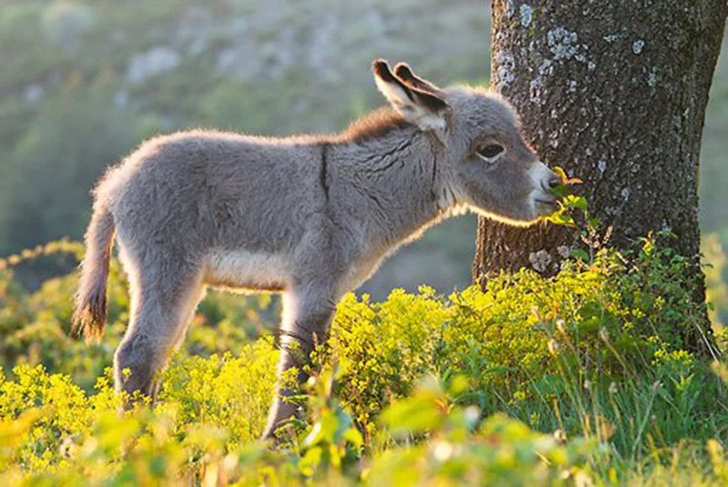 donkey foal