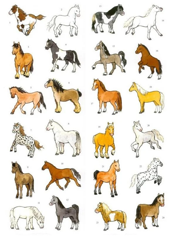 horses-ponies-sticker-10-gi.jpg