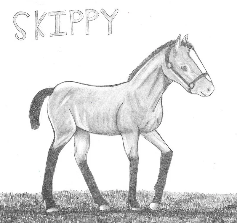 A pencil sketch of a horse named Skippy walking on grass.