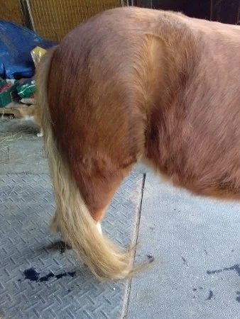 Toby's beautiful tail