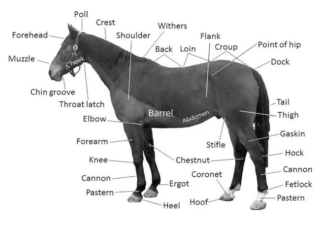 Learn the Parts of a Horse