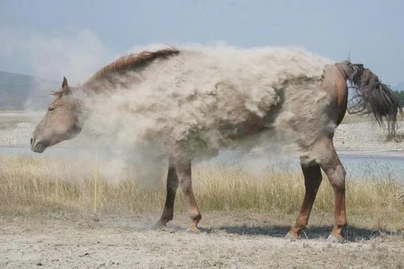 A horse with a dust cloud partially blending with its body, creating an illusion of a dusty cloud or fog surrounding it.