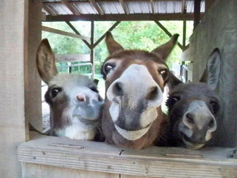 Three alpacas looking through a wooden fence, with a barn structure and green trees in the background.