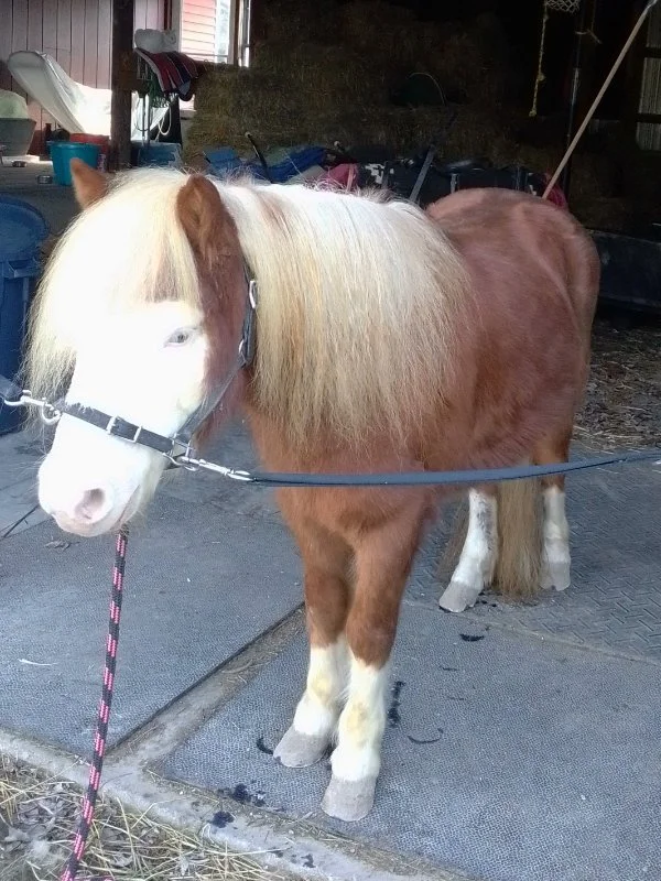 Spring Cleaning  - Equine Style