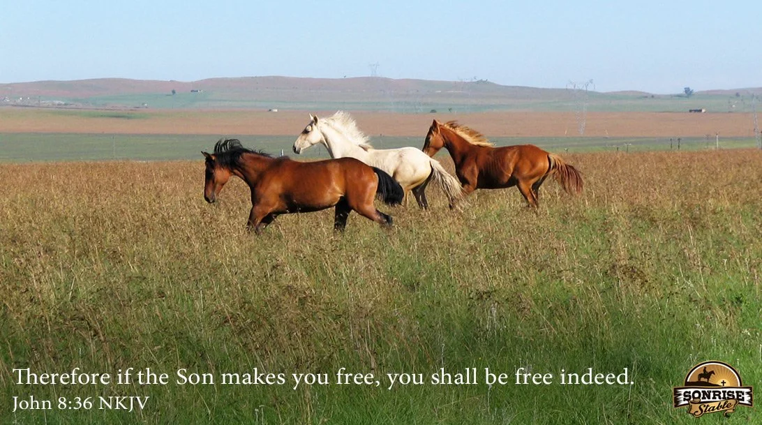 Three wild horses running across a grassy field with rolling hills in the background.
