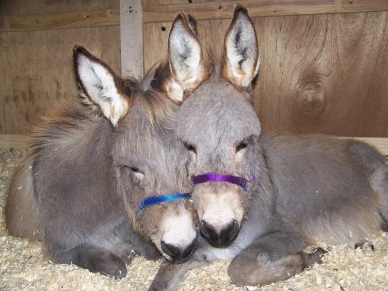 donkey pals