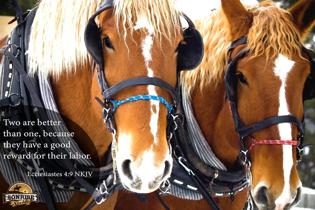 Two horses with bridles and harnesses, one with a blue noseband, side by side outdoors.