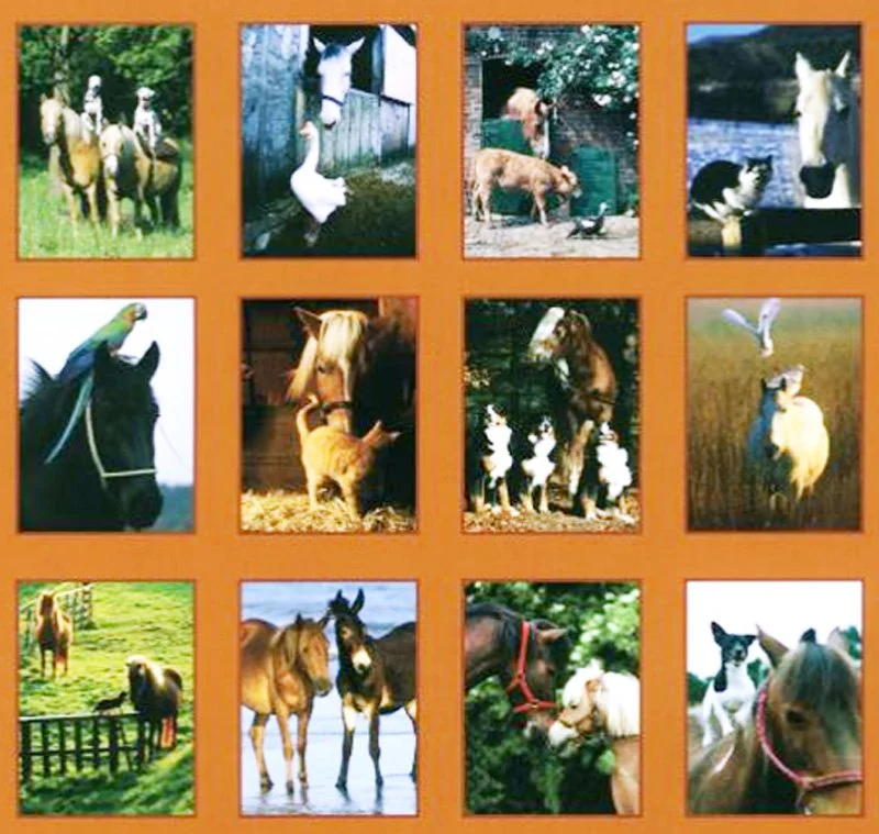 horse-friends-posters-05-gi.jpg