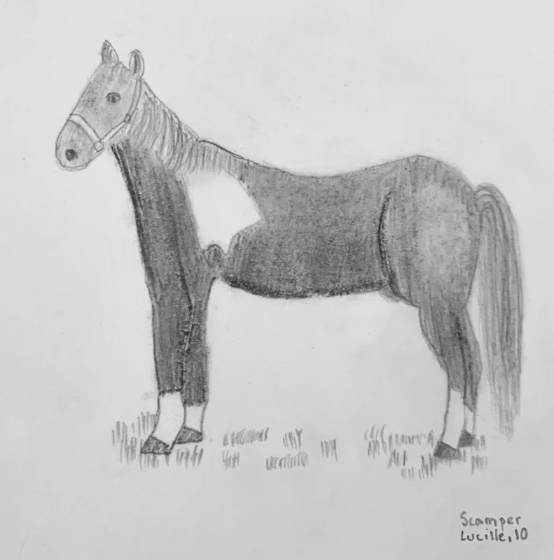 A pencil sketch of a horse with a white star-shaped marking on its chest, standing on grass. The horse has a harness and is shading and detailed in pencil.