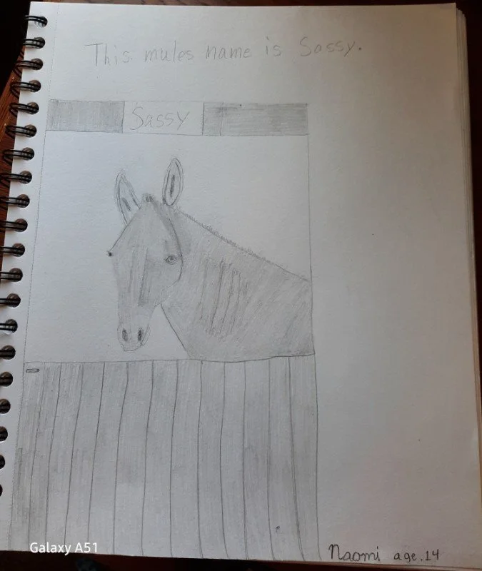 A pencil drawing of a horse's face and upper body behind a fence with the caption 'Sassy' and a note that says 'This mules name is Sassy' at the top, along with the artist's name Naomi and age 14.