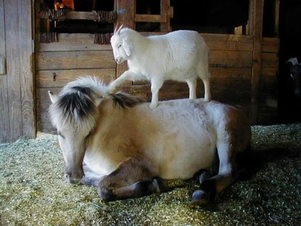 A white goat standing on a sleeping pony in a barn.