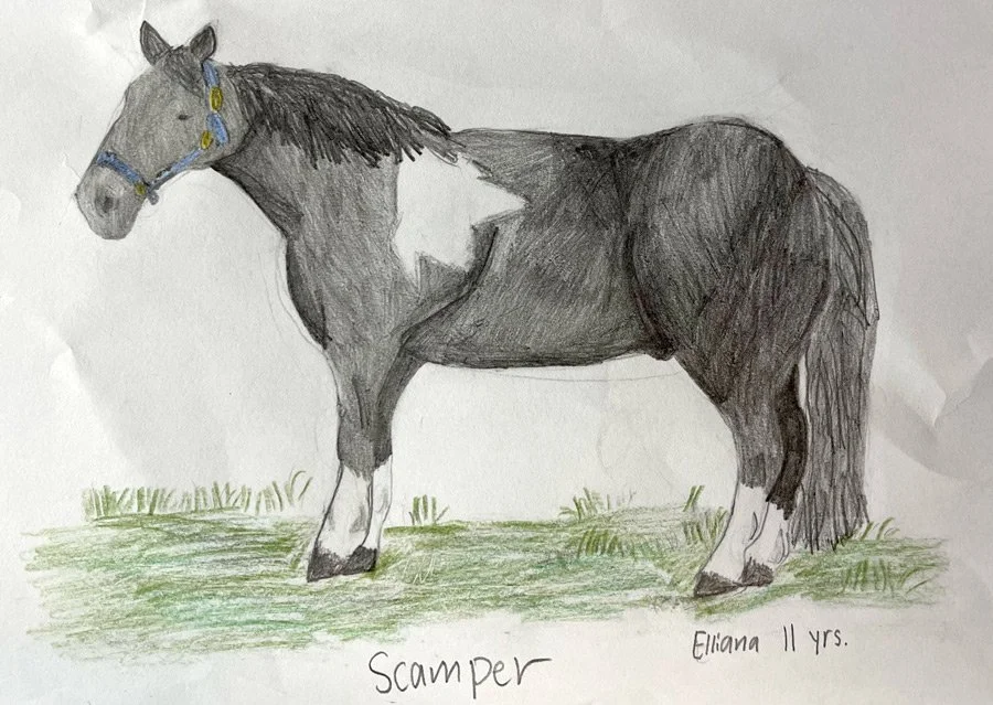 A colored pencil drawing of a horse standing on grass, labeled 'Scamper'. The horse is gray with white markings on its leg and a blue halter. It has a long mane and tail. The drawing is signed by Elianna, age 11.